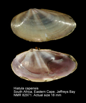 Hiatula capensis.jpg - Hiatula capensis (G.B.Sowerby,1889)